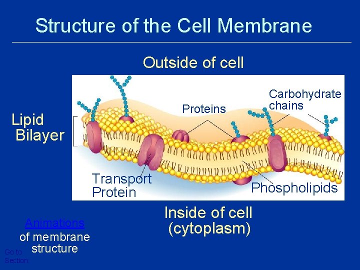 Structure of the Cell Membrane Outside of cell Proteins Lipid Bilayer Transport Protein Animations