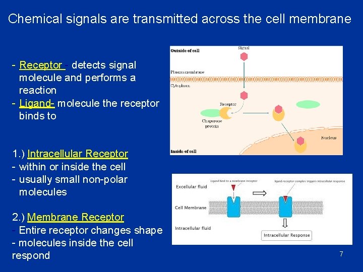 Chemical signals are transmitted across the cell membrane - Receptor - detects signal molecule