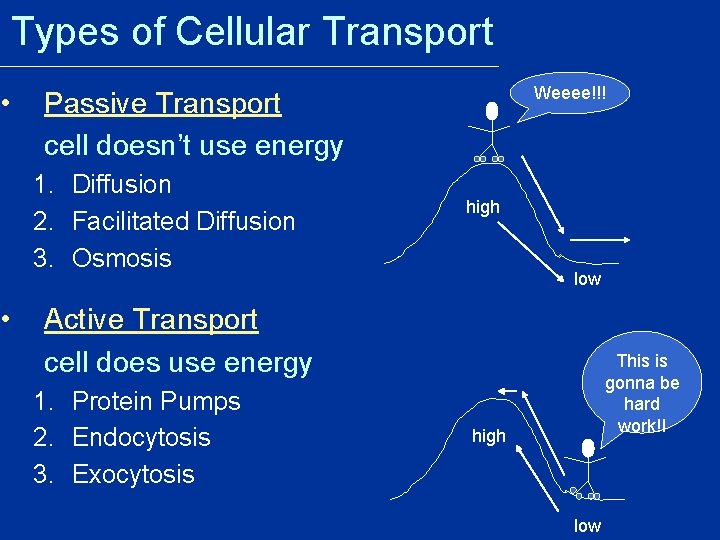  • • Types of Cellular Transport Weeee!!! Passive Transport cell doesn’t use energy