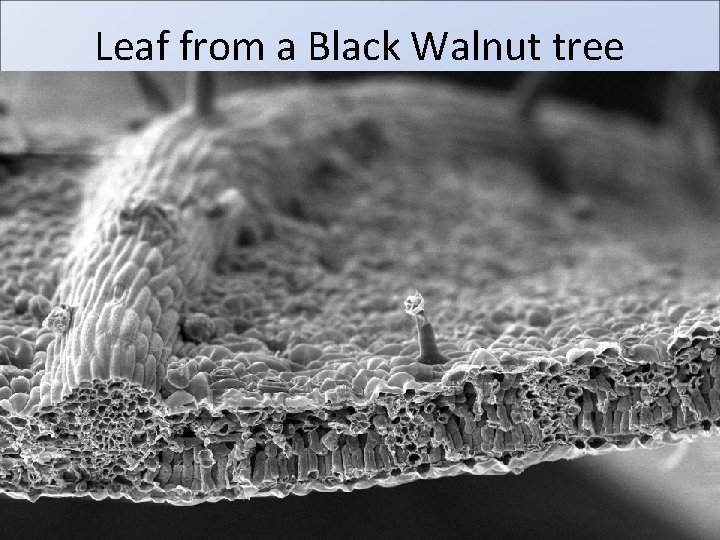 Leaf from a Black Walnut tree 