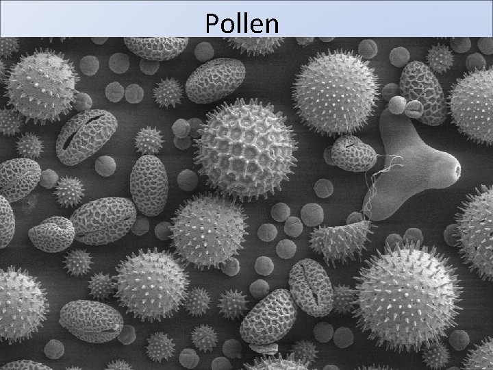 Pollen 