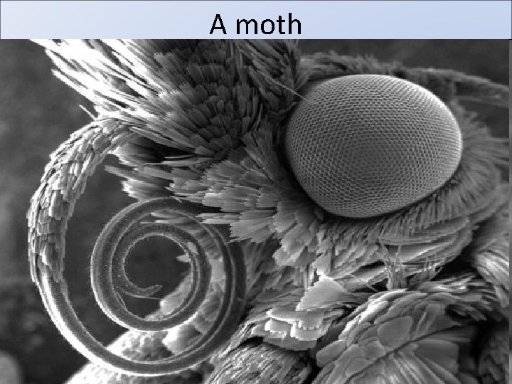 A moth 