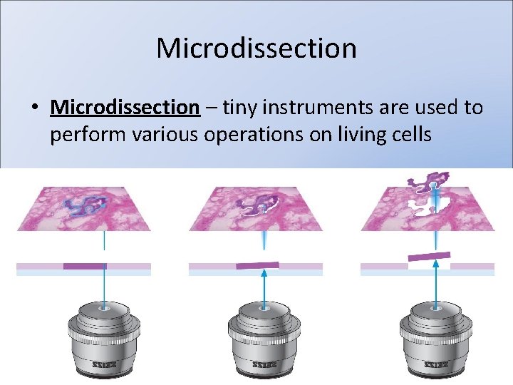 Microdissection • Microdissection – tiny instruments are used to perform various operations on living