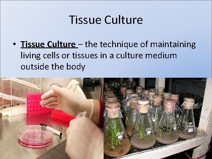 Tissue Culture • Tissue Culture – the technique of maintaining living cells or tissues