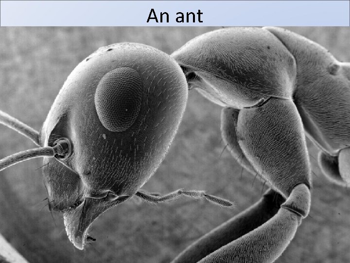 An ant 