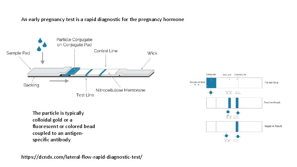 An early pregnancy test is a rapid diagnostic for the pregnancy hormone The particle