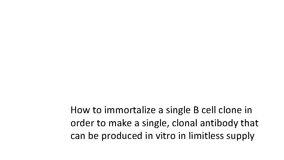 How to immortalize a single B cell clone in order to make a single,