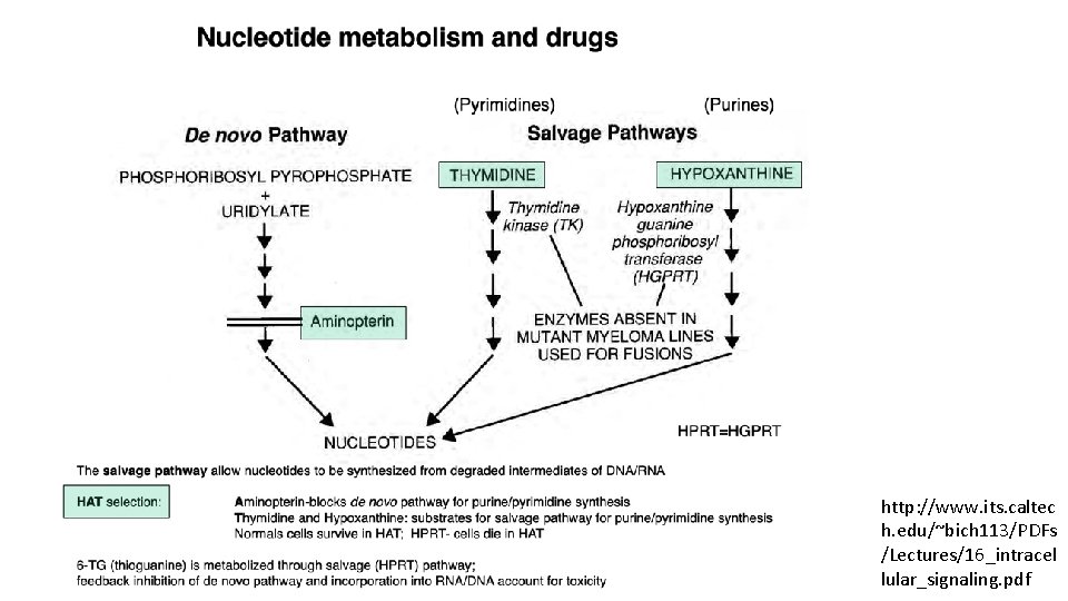 http: //www. its. caltec h. edu/~bich 113/PDFs /Lectures/16_intracel lular_signaling. pdf 