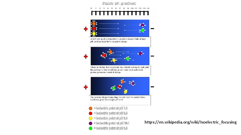 https: //en. wikipedia. org/wiki/Isoelectric_focusing 