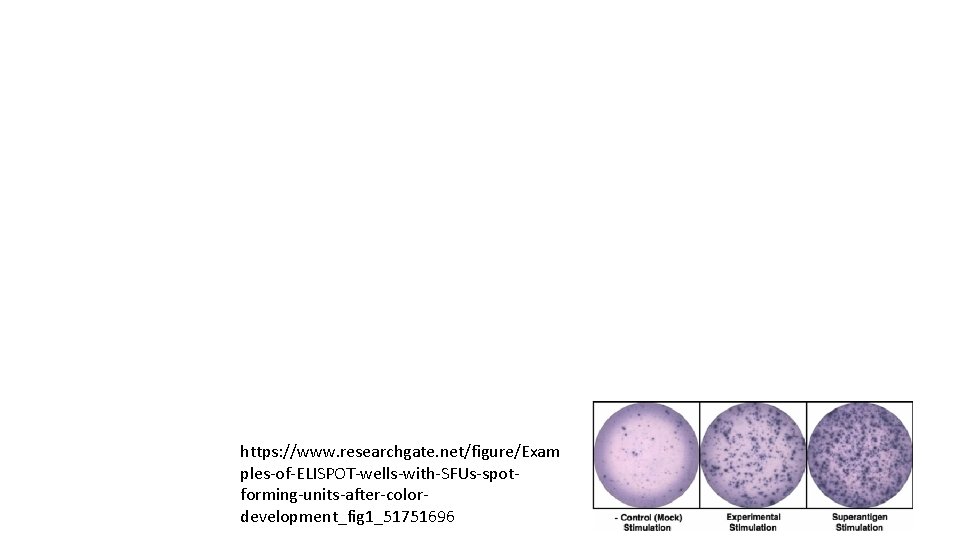 https: //www. researchgate. net/figure/Exam ples-of-ELISPOT-wells-with-SFUs-spotforming-units-after-colordevelopment_fig 1_51751696 