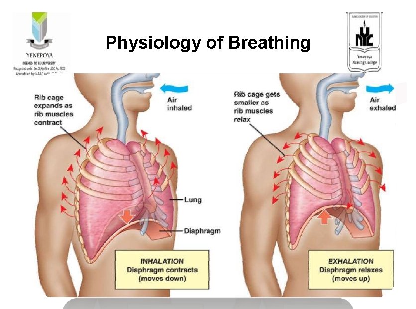 Physiology of Breathing 