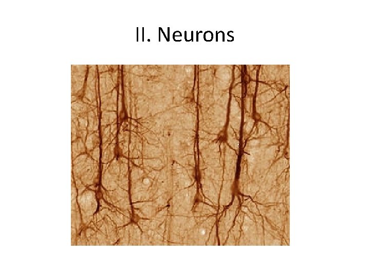 II. Neurons 