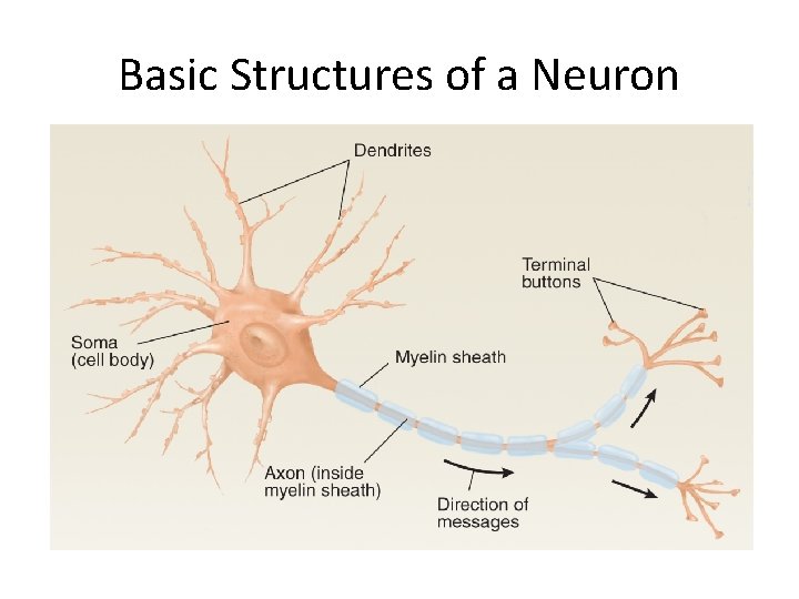Basic Structures of a Neuron 