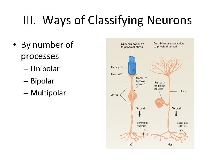 III. Ways of Classifying Neurons • By number of processes – Unipolar – Bipolar