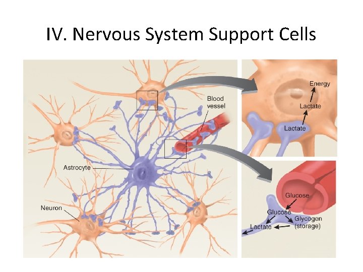 IV. Nervous System Support Cells 