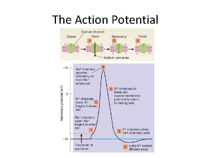 The Action Potential 