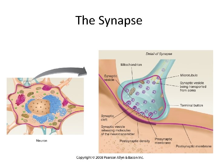 The Synapse 
