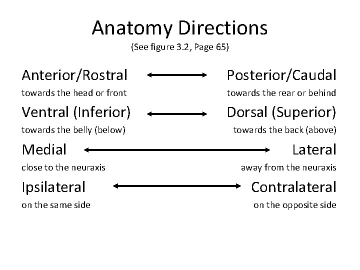 Anatomy Directions (See figure 3. 2, Page 65) Anterior/Rostral Posterior/Caudal towards the head or