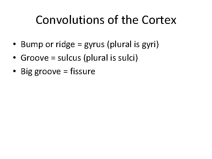 Convolutions of the Cortex • Bump or ridge = gyrus (plural is gyri) •