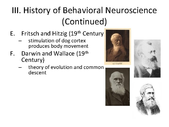 III. History of Behavioral Neuroscience (Continued) E. Fritsch and Hitzig (19 th Century) –