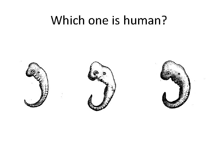 Which one is human? 