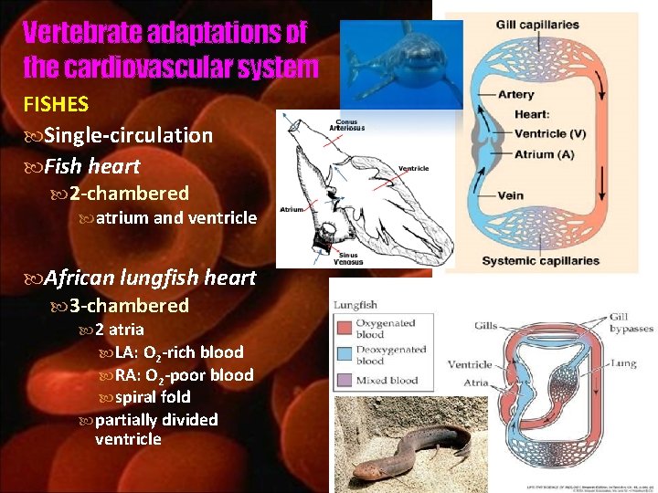 Vertebrate adaptations of the cardiovascular system FISHES Single-circulation Fish heart 2 -chambered atrium and