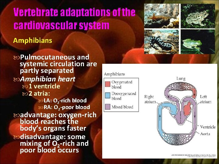 Vertebrate adaptations of the cardiovascular system Amphibians Pulmocutaneous and systemic circulation are partly separated