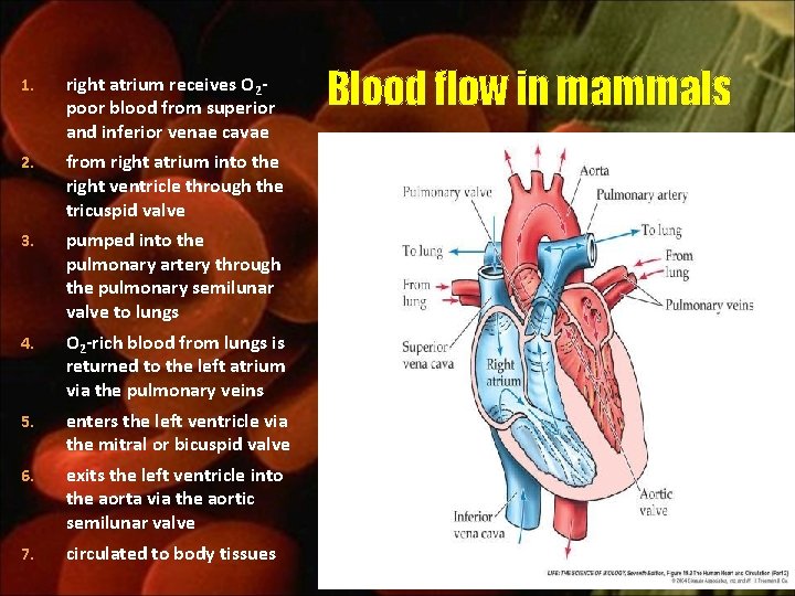 1. right atrium receives O 2 poor blood from superior and inferior venae cavae