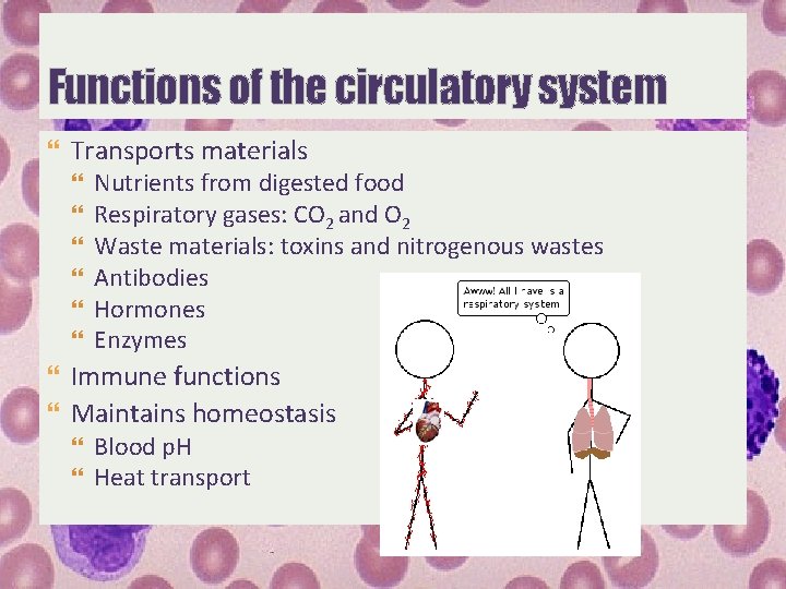 Functions of the circulatory system Transports materials Nutrients from digested food Respiratory gases: CO