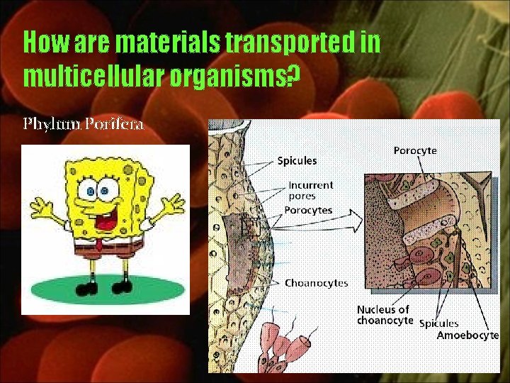 How are materials transported in multicellular organisms? Phylum Porifera 