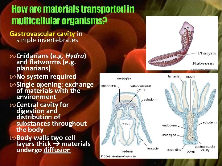 How are materials transported in multicellular organisms? Gastrovascular cavity in simple invertebrates Cnidarians (e.