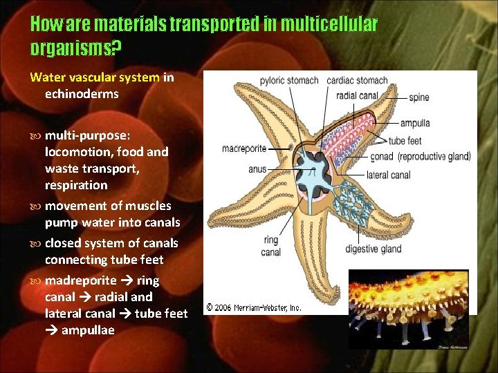 How are materials transported in multicellular organisms? Water vascular system in echinoderms multi-purpose: locomotion,