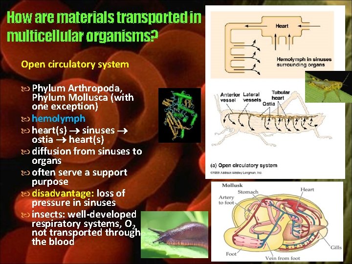 How are materials transported in multicellular organisms? Open circulatory system Phylum Arthropoda, Phylum Mollusca