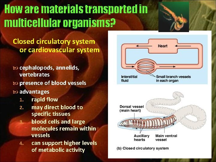 How are materials transported in multicellular organisms? Closed circulatory system or cardiovascular system cephalopods,