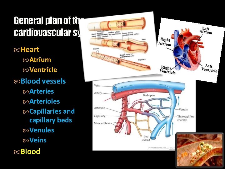 General plan of the cardiovascular system Heart Atrium Ventricle Blood vessels Arteries Arterioles Capillaries