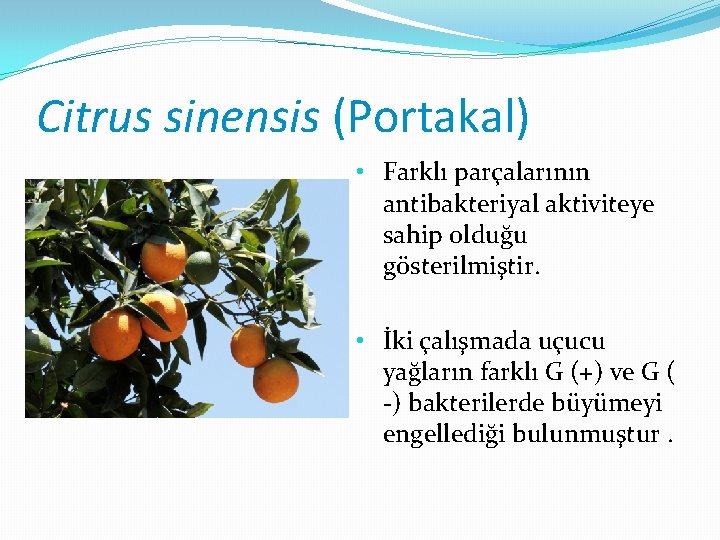 Citrus sinensis (Portakal) • Farklı parçalarının antibakteriyal aktiviteye sahip olduğu gösterilmiştir. • İki çalışmada