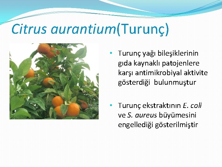 Citrus aurantium(Turunç) • Turunç yağı bileşiklerinin gıda kaynaklı patojenlere karşı antimikrobiyal aktivite gösterdiği bulunmuştur