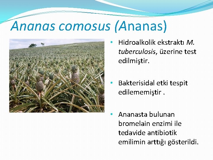 Ananas comosus (Ananas) • Hidroalkolik ekstraktı M. tuberculosis, üzerine test edilmiştir. • Bakterisidal etki