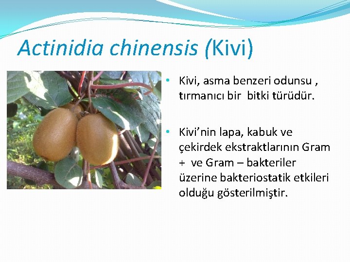 Actinidia chinensis (Kivi) • Kivi, asma benzeri odunsu , tırmanıcı bir bitki türüdür. •