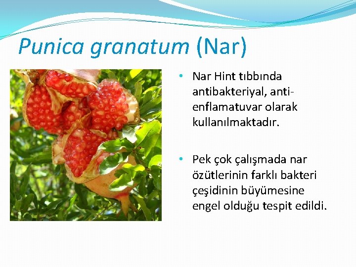 Punica granatum (Nar) • Nar Hint tıbbında antibakteriyal, antienflamatuvar olarak kullanılmaktadır. • Pek çok