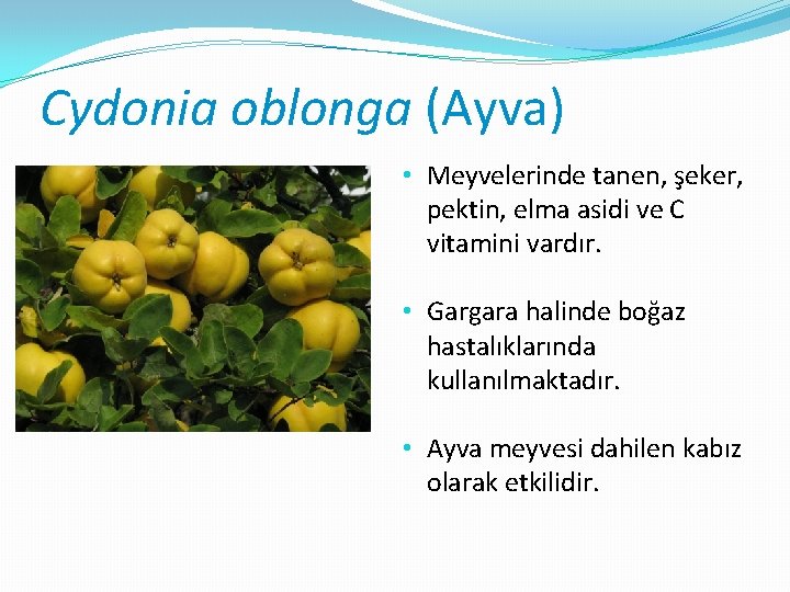 Cydonia oblonga (Ayva) • Meyvelerinde tanen, şeker, pektin, elma asidi ve C vitamini vardır.