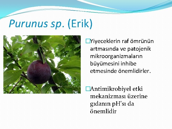 Purunus sp. (Erik) �Yiyeceklerin raf ömrünün artmasında ve patojenik mikroorganizmaların büyümesini inhibe etmesinde önemlidirler.