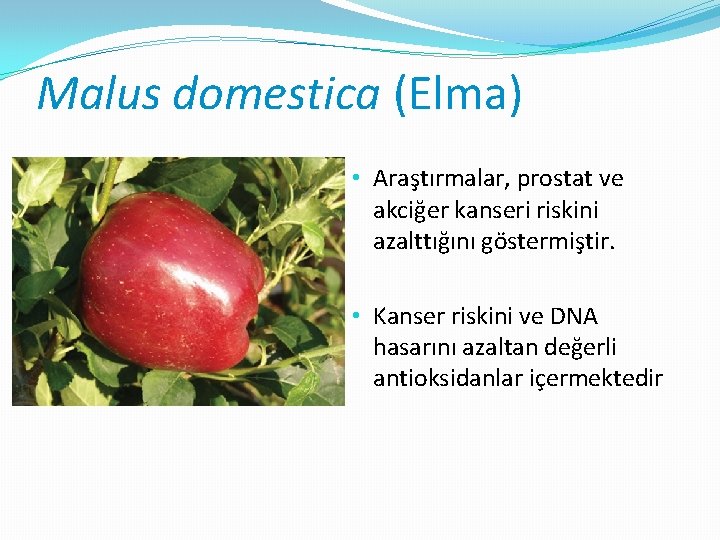 Malus domestica (Elma) • Araştırmalar, prostat ve akciğer kanseri riskini azalttığını göstermiştir. • Kanser