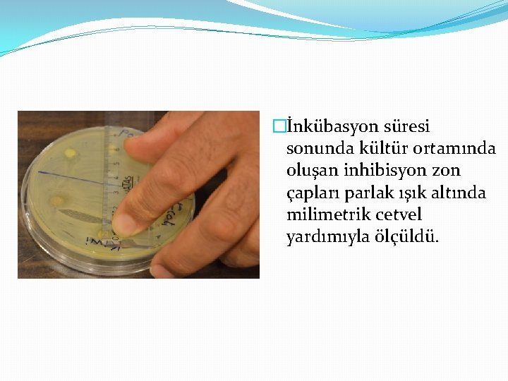 �İnkübasyon süresi sonunda kültür ortamında oluşan inhibisyon zon çapları parlak ışık altında milimetrik cetvel