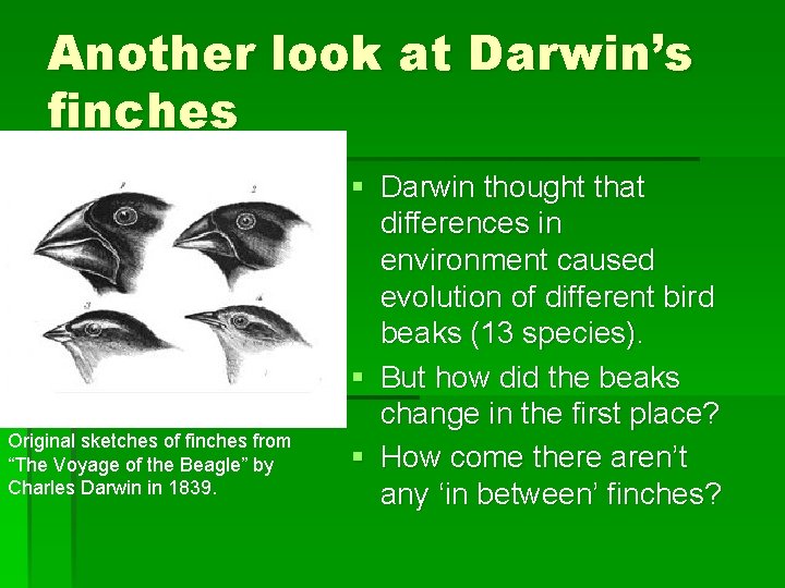 Another look at Darwin’s finches Original sketches of finches from “The Voyage of the