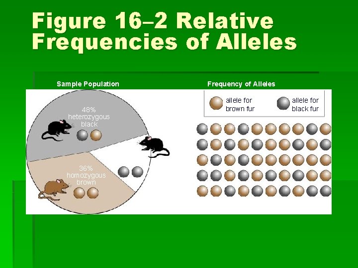 Figure 16– 2 Relative Frequencies of Alleles Sample Population 48% heterozygous black 16% homozygous