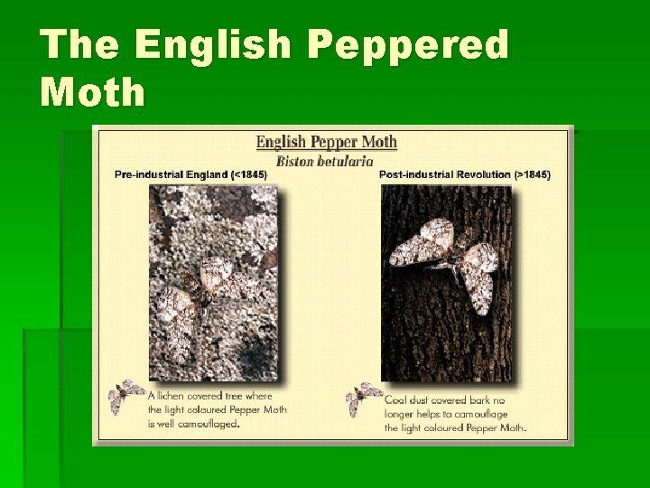 The English Peppered Moth 