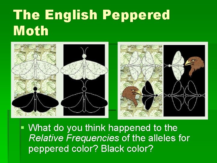 The English Peppered Moth § What do you think happened to the Relative Frequencies