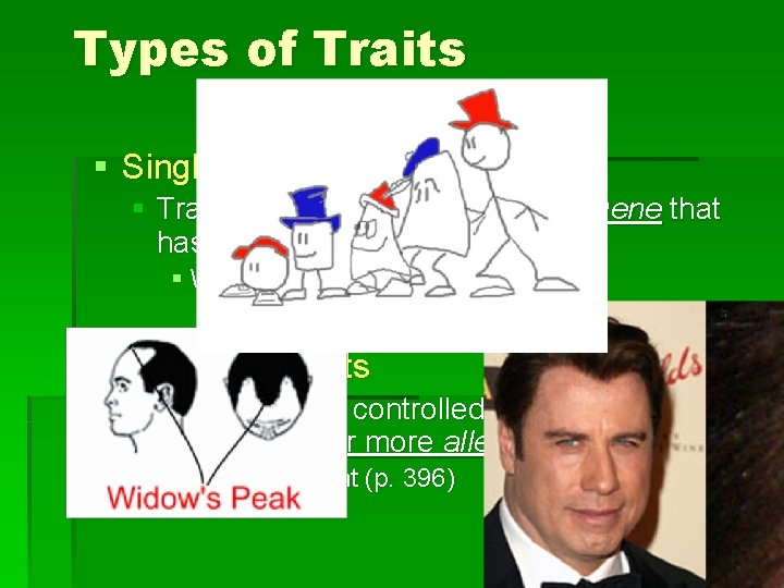 Types of Traits § Single-Gene Traits § Traits that are controlled by one gene