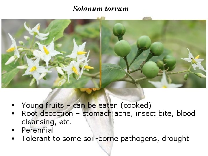 Solanum torvum § § Young fruits – can be eaten (cooked) Root decoction –